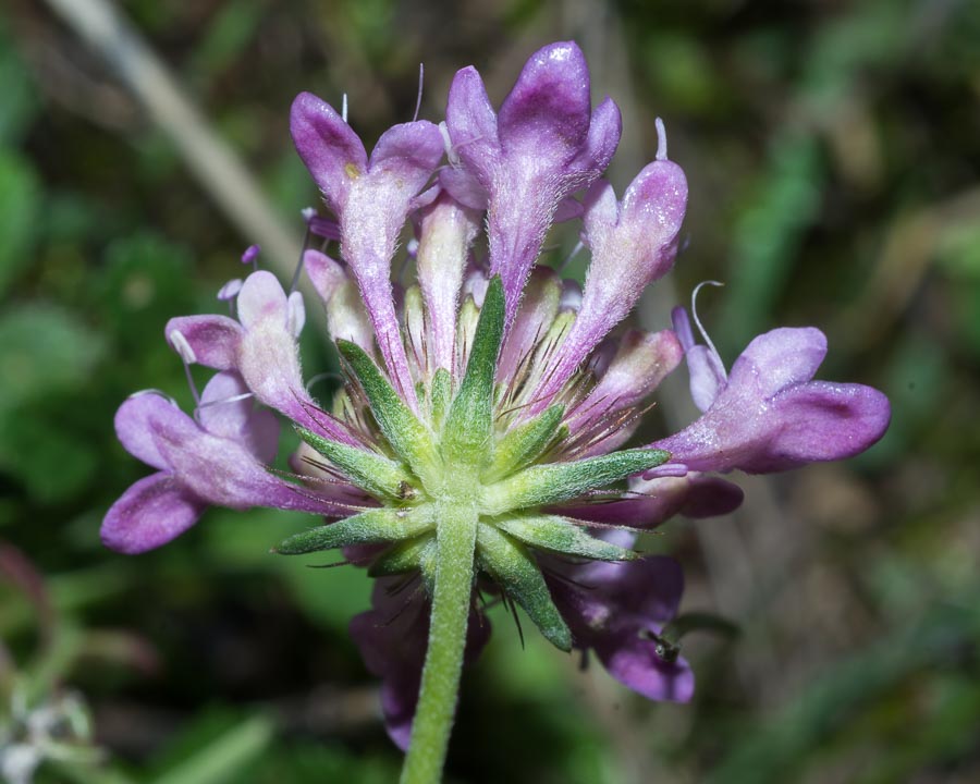 Sixalix atropurpurea / Vedovina marittima